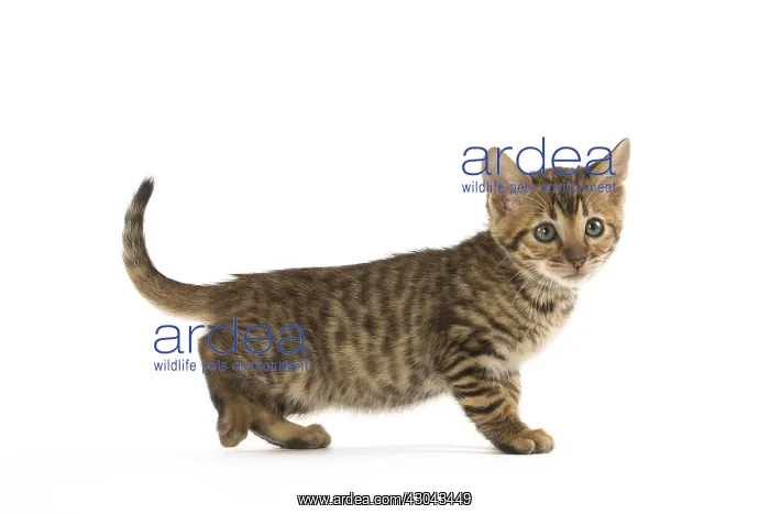  : Toyger kitten in the studio