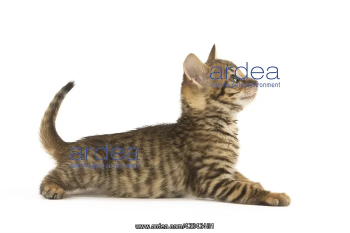  : Toyger kitten in the studio