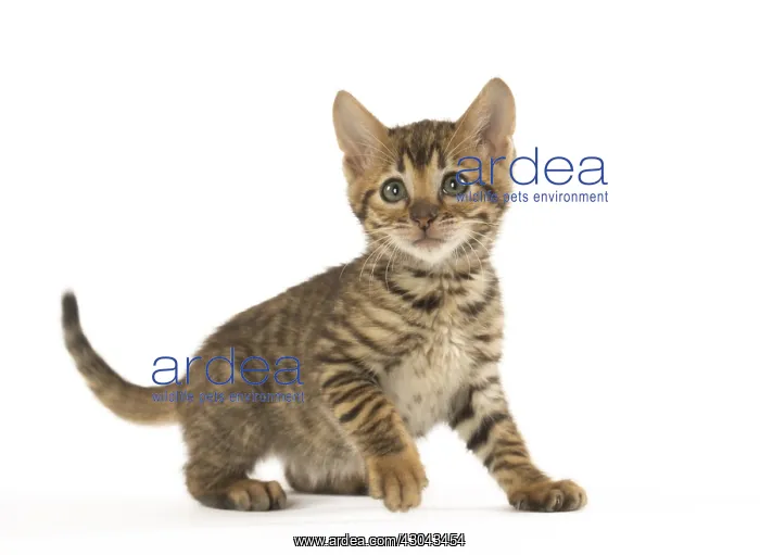 : Toyger kitten in the studio