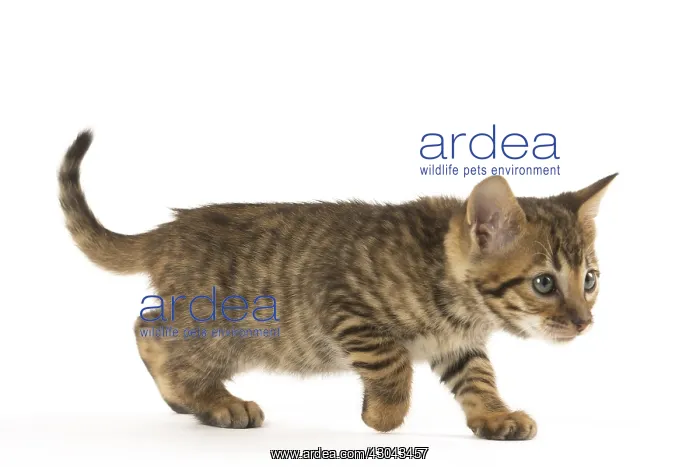  : Toyger kitten in the studio
