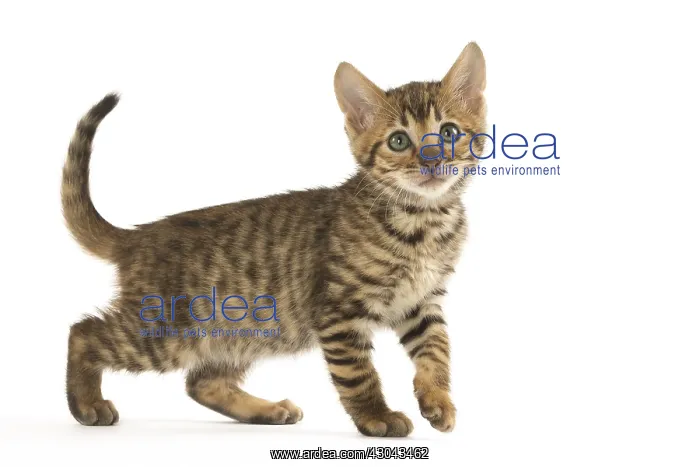  : Toyger kitten in the studio