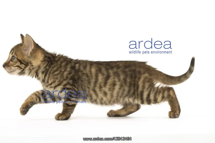  : Toyger kitten in the studio
