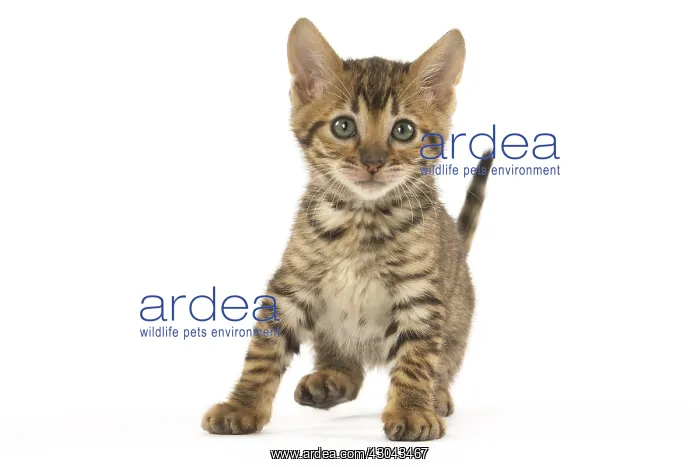  : Toyger kitten in the studio