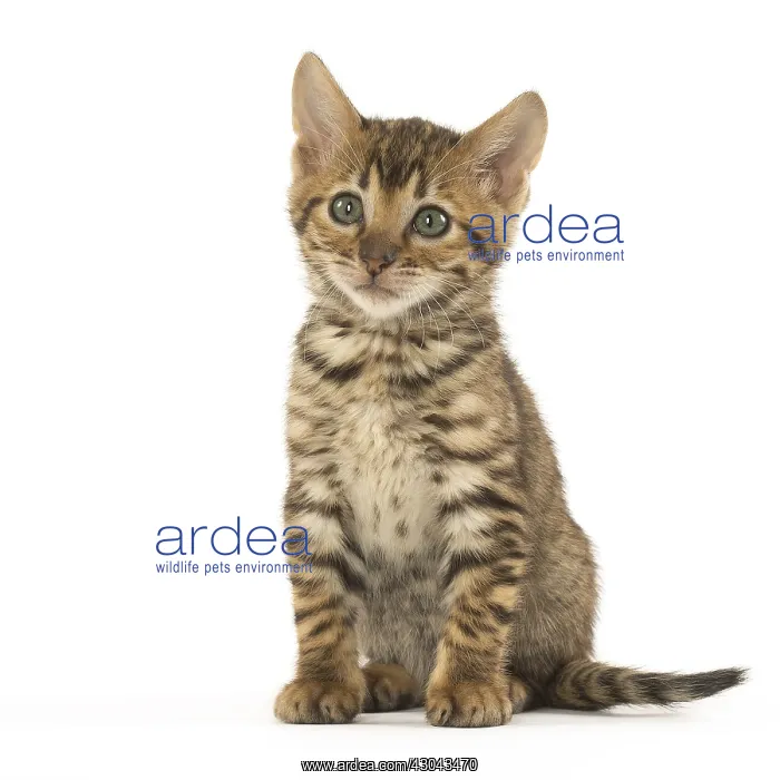  : Toyger kitten in the studio