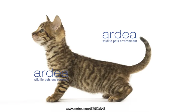  : Toyger kitten in the studio