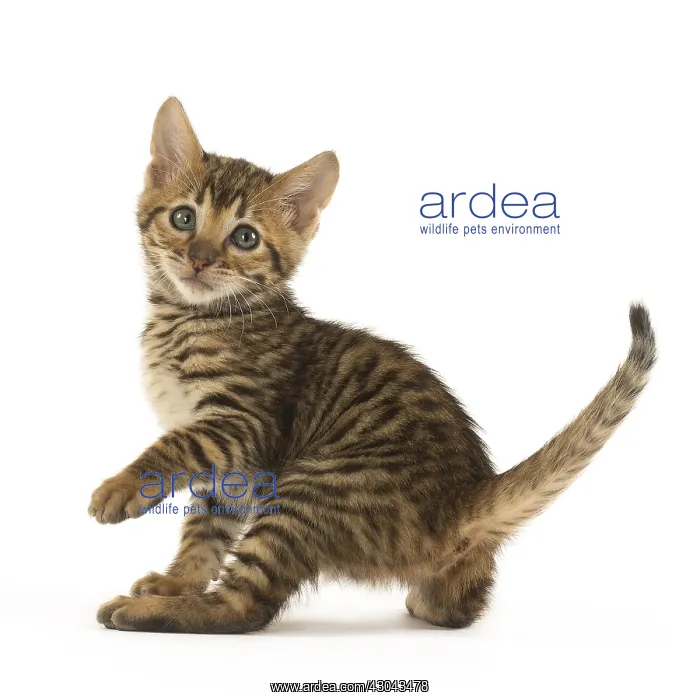  : Toyger kitten in the studio