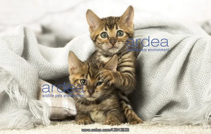  : Toyger kittens indoors