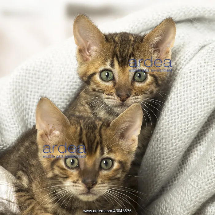  : Toyger kittens indoors
