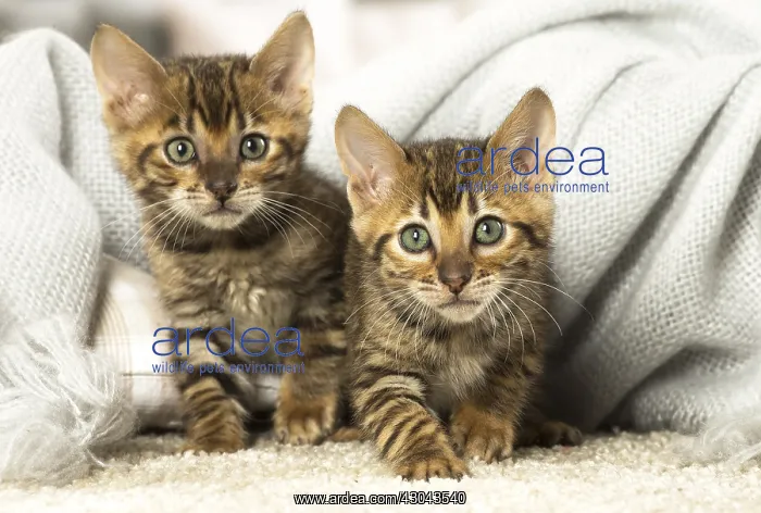  : Toyger kittens indoors