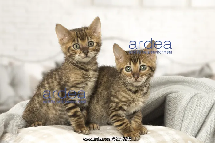  : Toyger kittens indoors