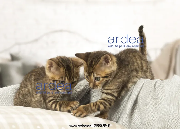  : Toyger kittens indoors