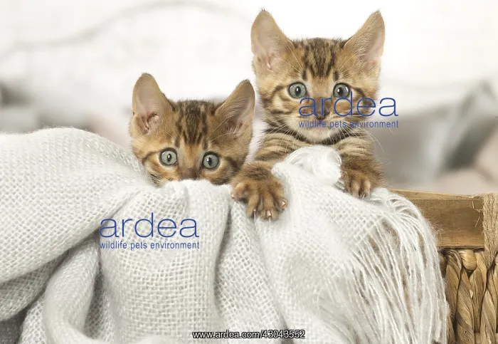  : Toyger kittens indoors