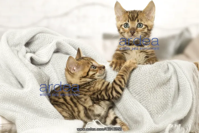  : Toyger kittens indoors