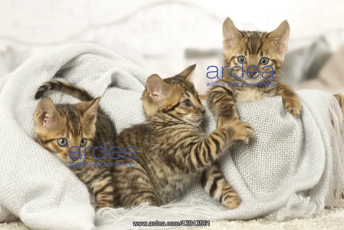  : Toyger kittens indoors