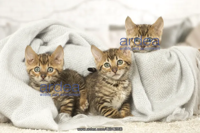  : Toyger kittens indoors