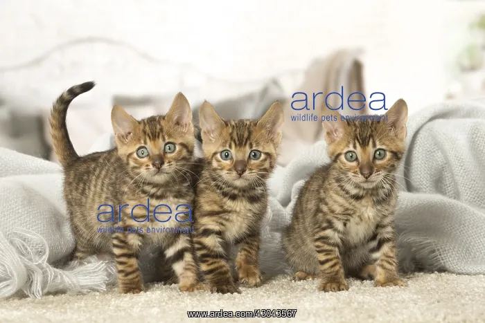  : Toyger kittens indoors