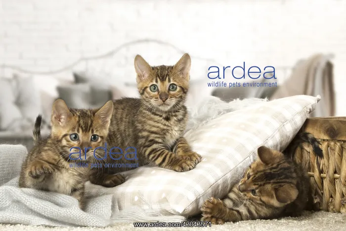  : Toyger kittens indoors