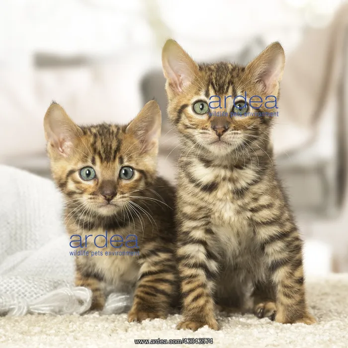  : Toyger kittens indoors