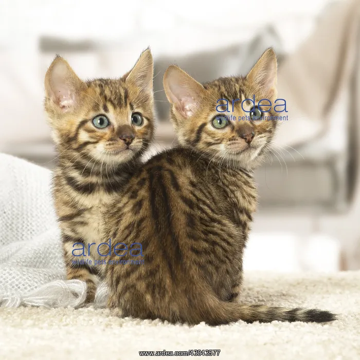  : Toyger kittens indoors