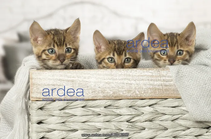  : Toyger kittens indoors