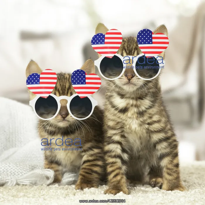 : Toyger kittens indoors wearing heart shaped American : Toyger kittens indoors wearing heart shaped American