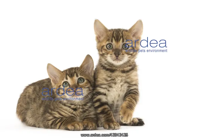  : Toyger kittens in the studio