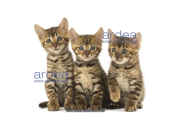  : Toyger kittens in the studio