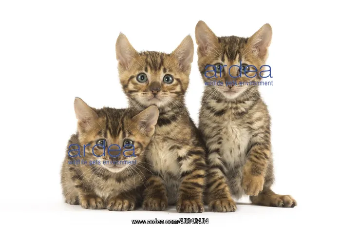  : Toyger kittens in the studio