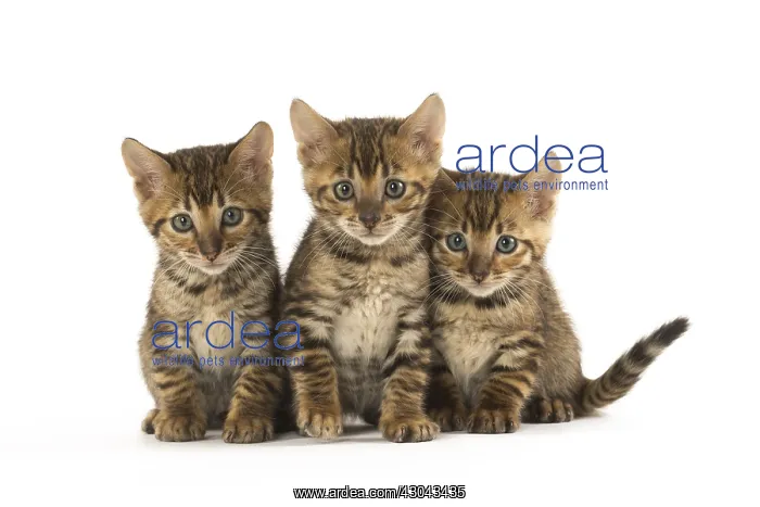  : Toyger kittens in the studio