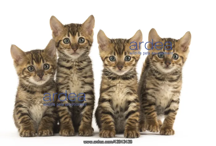  : Toyger kittens in the studio