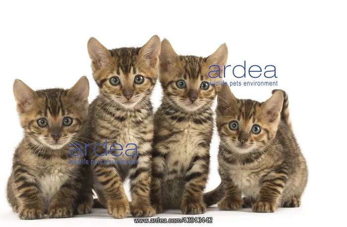  : Toyger kittens in the studio