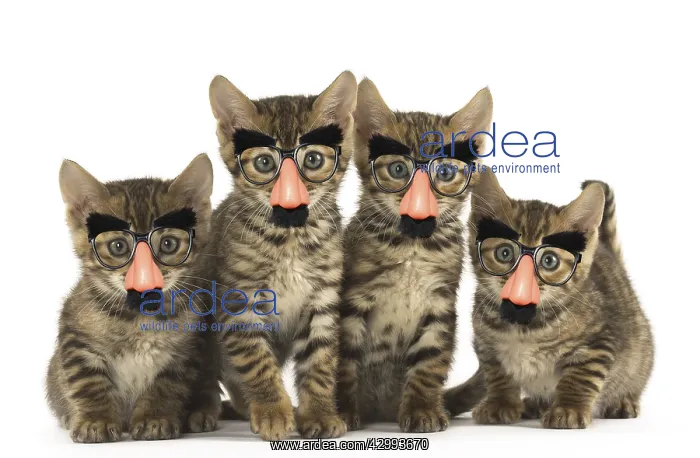 : Toyger kittens in the studio wearing false nose : Toyger kittens in the studio wearing false nose