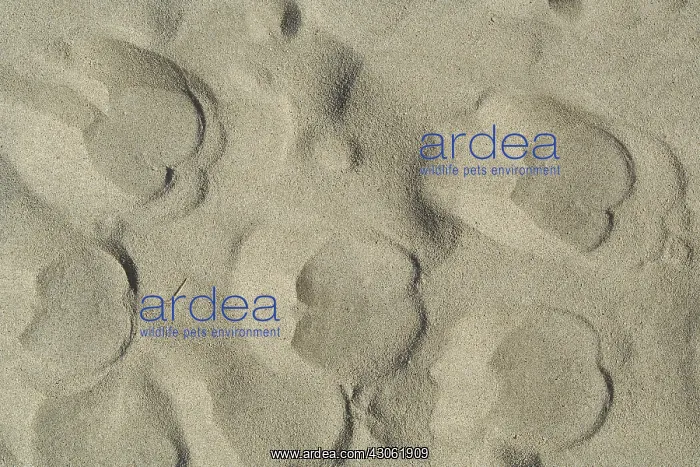 : Traces of Camel in the sand Sahara Algeria : Traces of Camel in the sand Sahara Algeria