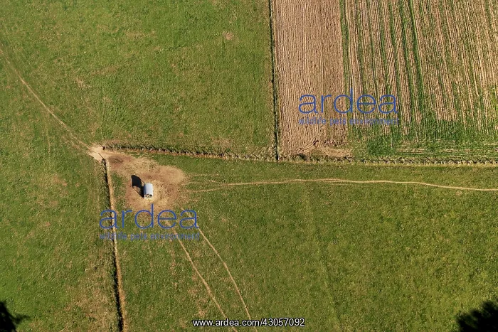 : Traces of Cattles around a rack Correze France : Traces of Cattles around a rack Correze France