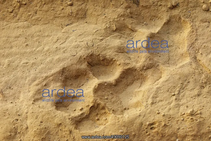 : Traces de tigre : Traces de tigre