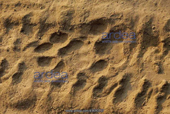  : Traces de tigre