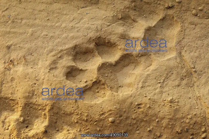  : Traces de tigre