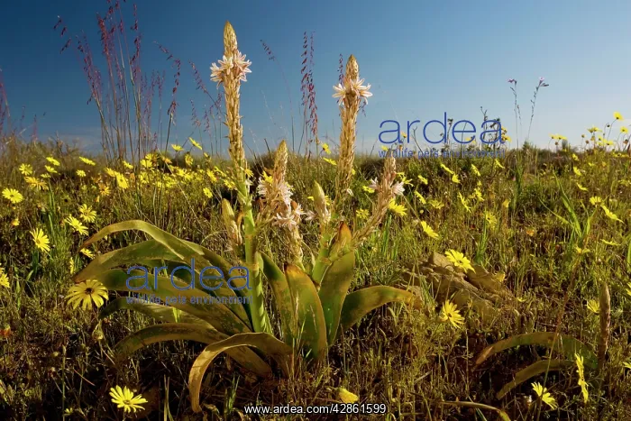 : Trachyandra falcata on Renosterveld (a shrubby : Trachyandra falcata on Renosterveld (a shrubby