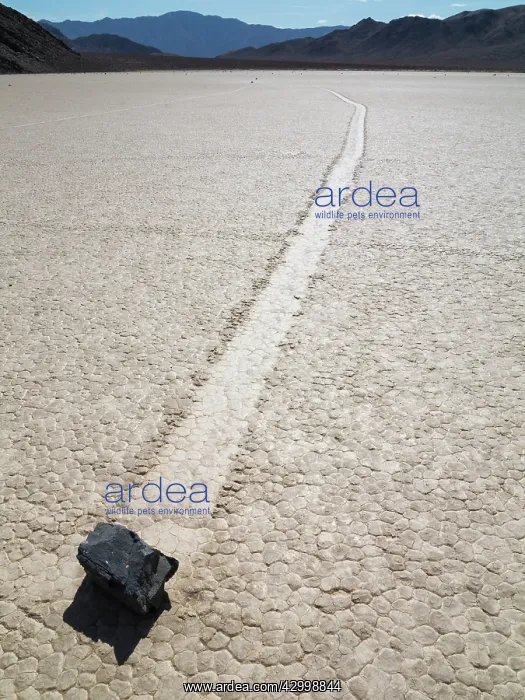 : Track created by one of the mysterious moving rocks : Track created by one of the mysterious moving rocks