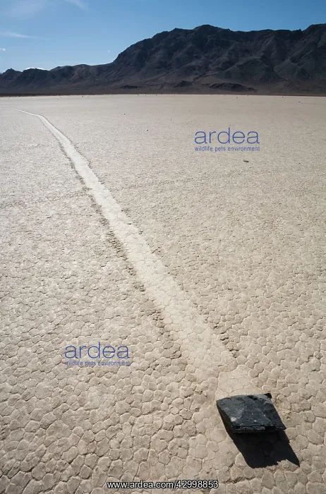 : Track created by one of the mysterious moving rocks : Track created by one of the mysterious moving rocks