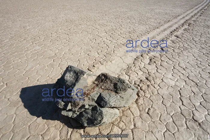 : Track created by one of the mysterious moving rocks : Track created by one of the mysterious moving rocks