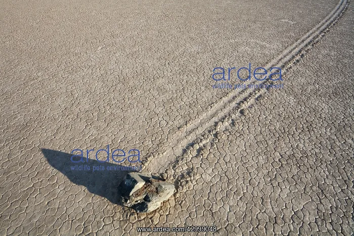 : Track created by one of the mysterious moving rocks : Track created by one of the mysterious moving rocks