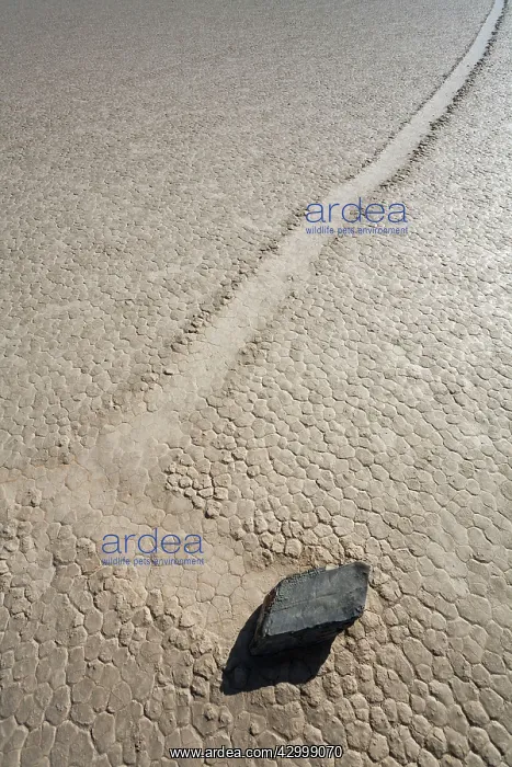: Track created by one of the mysterious moving rocks : Track created by one of the mysterious moving rocks