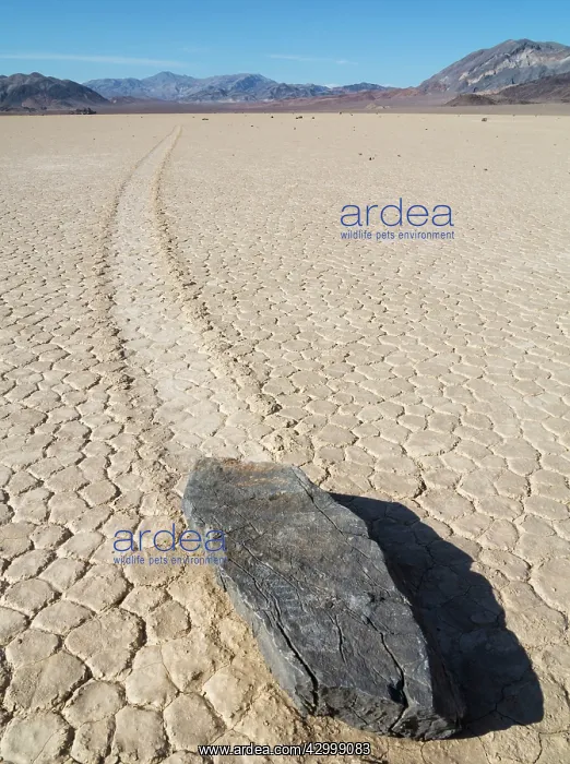 : Track created by one of the mysterious moving rocks : Track created by one of the mysterious moving rocks
