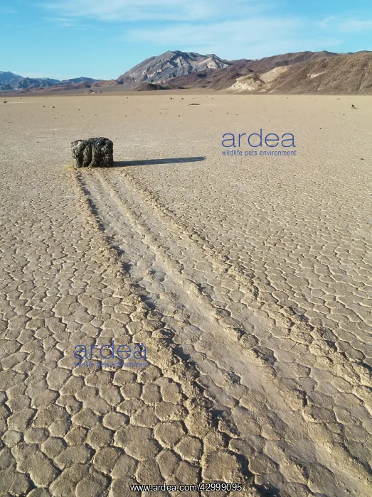 : Track created by one of the mysterious moving rocks : Track created by one of the mysterious moving rocks