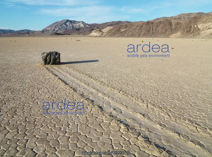 : Track created by one of the mysterious moving rocks : Track created by one of the mysterious moving rocks