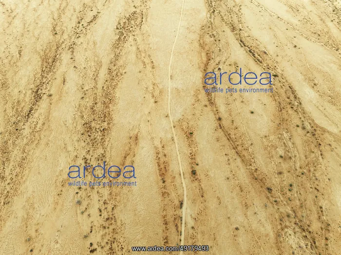 : Track crossing an arid desert plain and dried-up river beds with sparse vegetation : Track crossing an arid desert plain and dried-up river beds with sparse vegetation