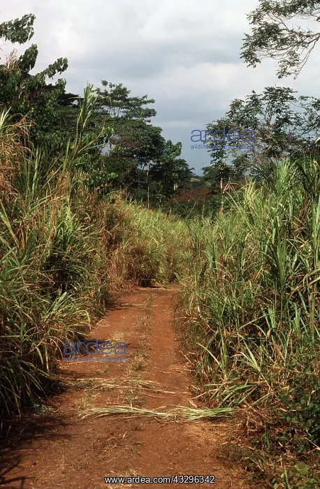 : Track through Elephant GRASS : Track through Elephant GRASS