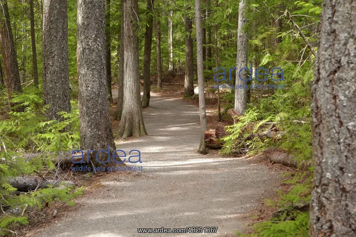 : Track through forest to Spahats Falls, Wells : Track through forest to Spahats Falls, Wells