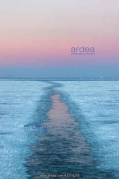 : Track left by Icebreaker on the ocean covered : Track left by Icebreaker on the ocean covered
